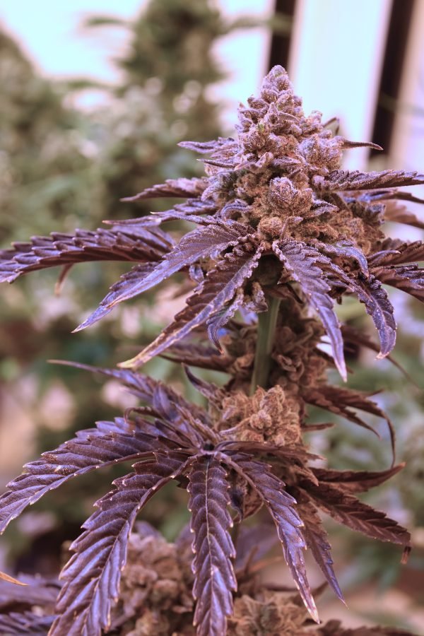 Final Boss F2 (3-Pack) - Image 3