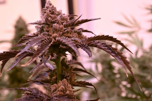 Final Boss F2 (3-Pack) - Image 4