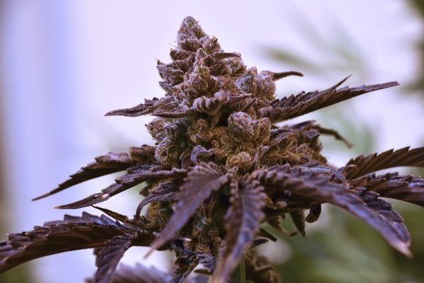 Final Boss F2 (3-Pack) - Image 2