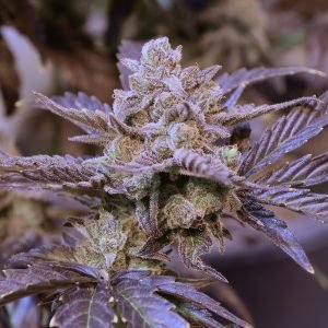 Final Boss F2 (3-Pack)