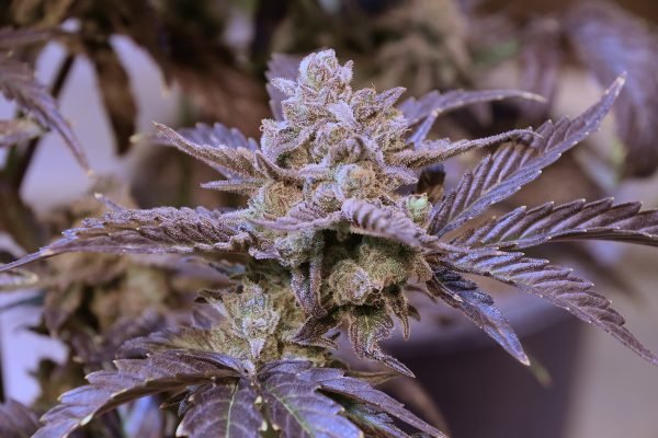 Final Boss F2 (3-Pack)