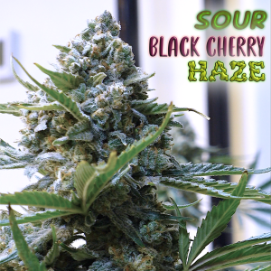 Sour Black Cherry Haze (3-Pack)
