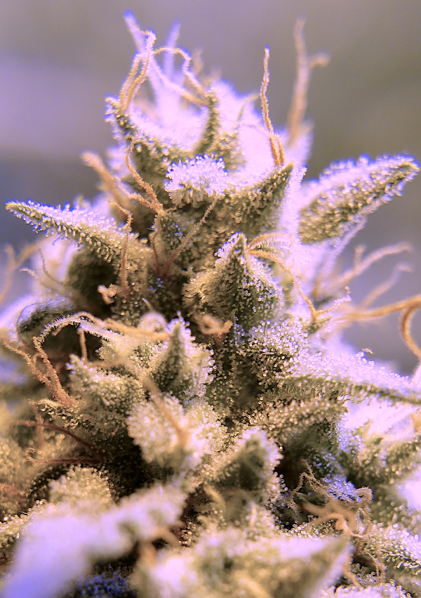 Sour Black Cherry Haze (3-Pack) - Image 5