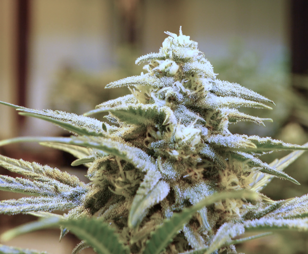 Sour Black Cherry Haze (3-Pack) - Image 4