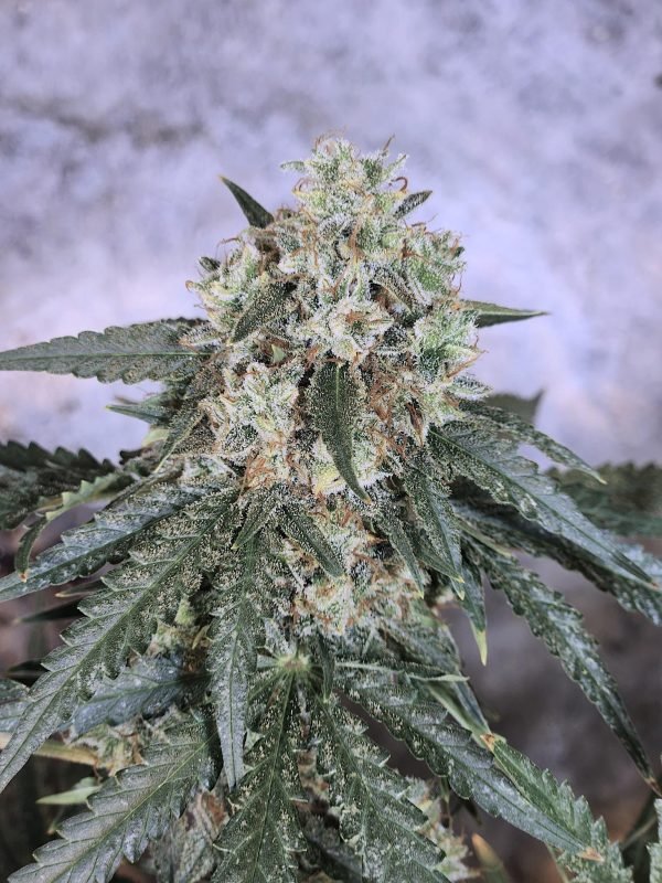 Terp Sneeze (3-Pack) - Image 2