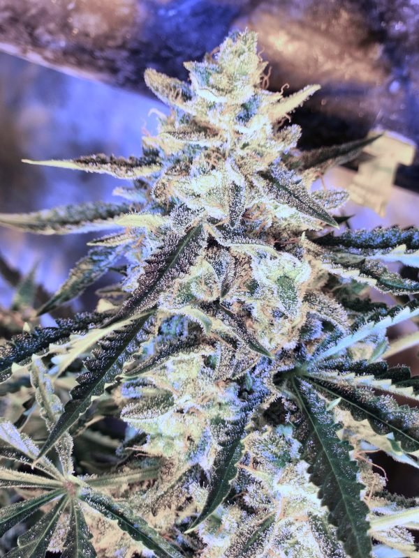 SLAMberry 3-Pack - Image 2