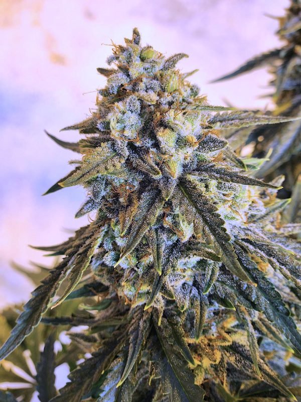 SLAMberry 3-Pack - Image 4