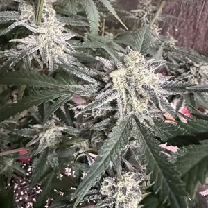 MULTI-SOURCE Terp Sneeze