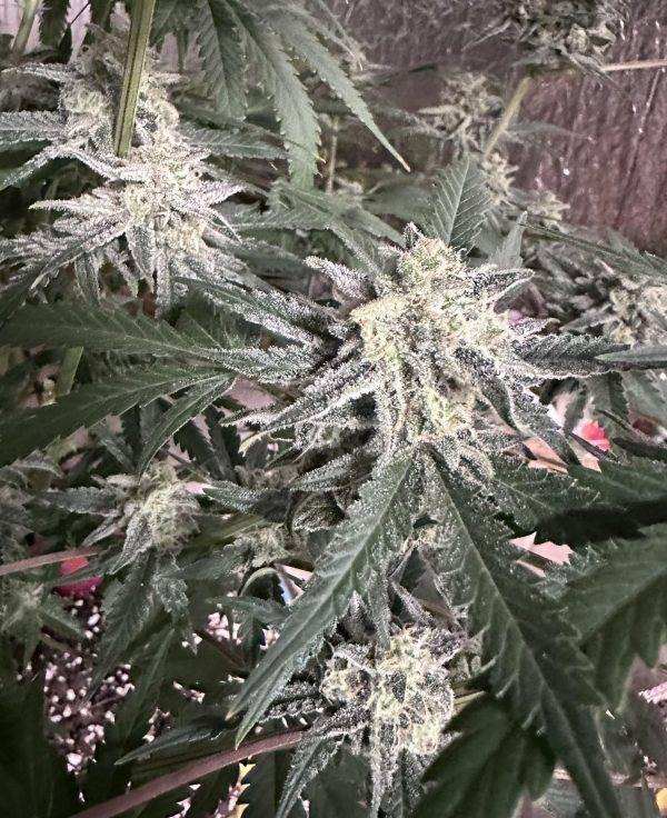 Terp Sneeze (3-Pack) - Image 4