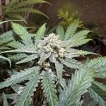 Terp Sneeze (3-Pack)