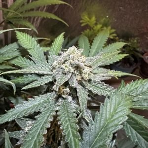 Terp Sneeze (3-Pack)