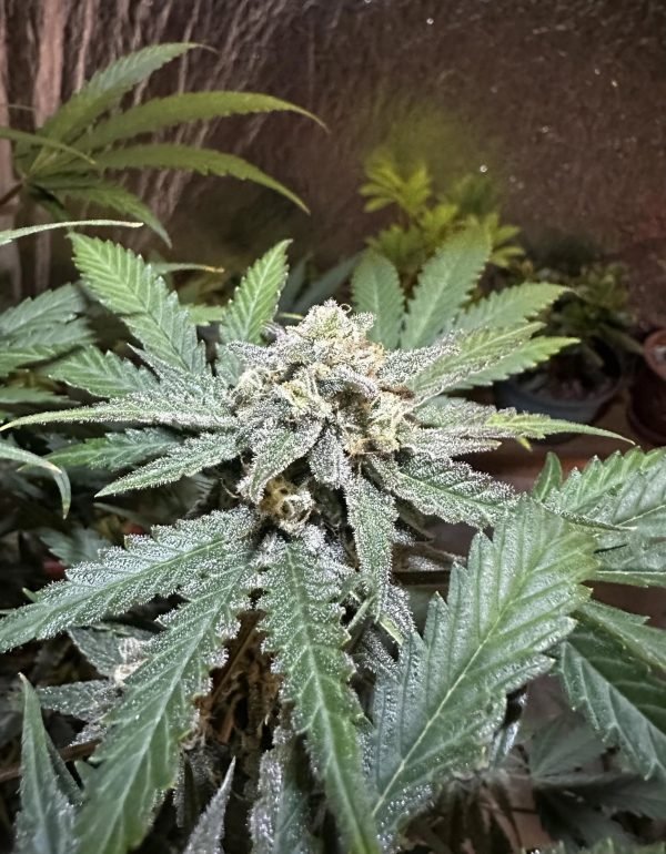 Terp Sneeze (3-Pack)