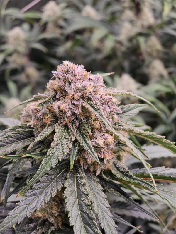 Granite Gas 3-Pack - Image 2