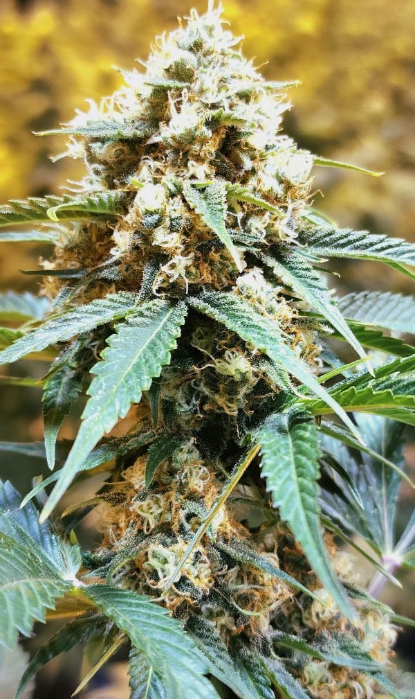 Holy Hand Grenade (3-Pack) - Image 3