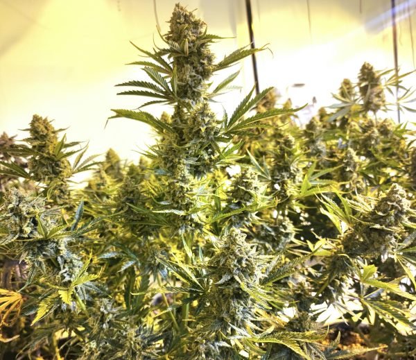 Holy Hand Grenade (3-Pack) - Image 2