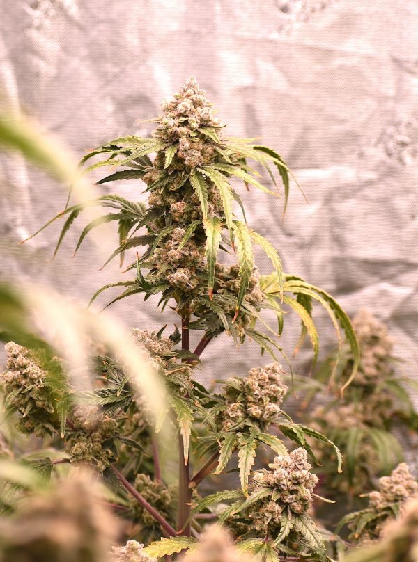 Granite Gas 3-Pack - Image 4