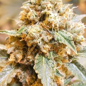 Holy Hand Grenade (3-Pack)