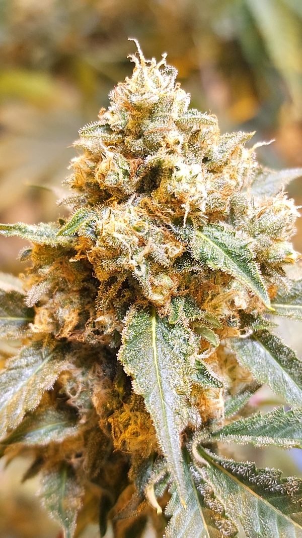 Holy Hand Grenade (3-Pack)