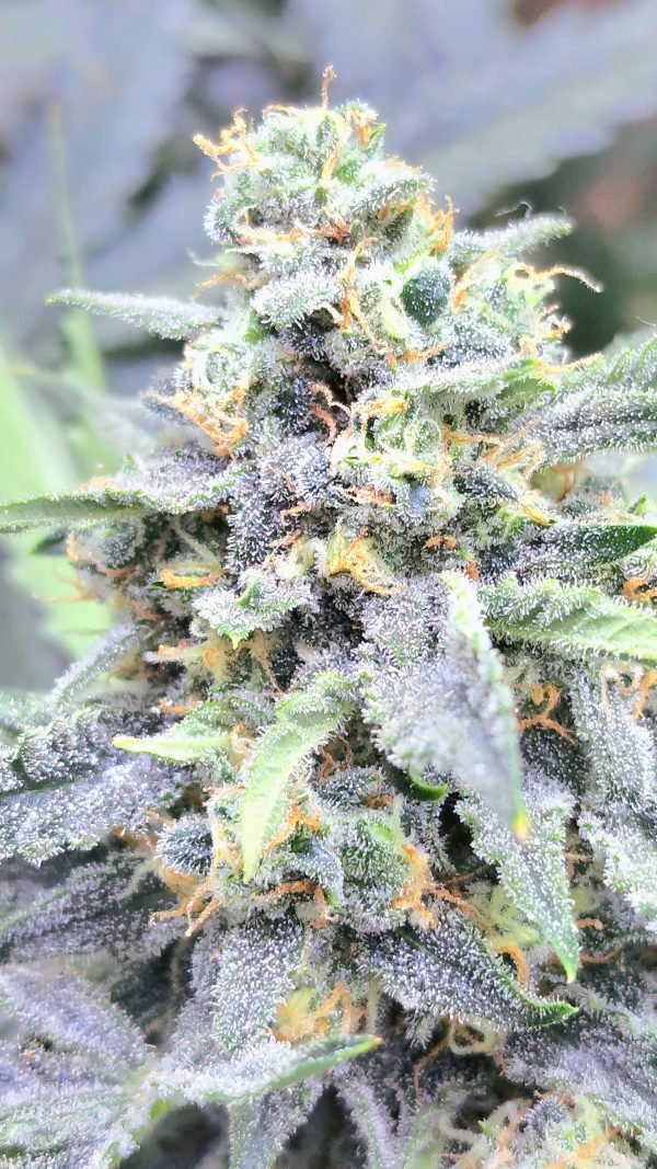 Boss Battle 3-Pack - Image 4