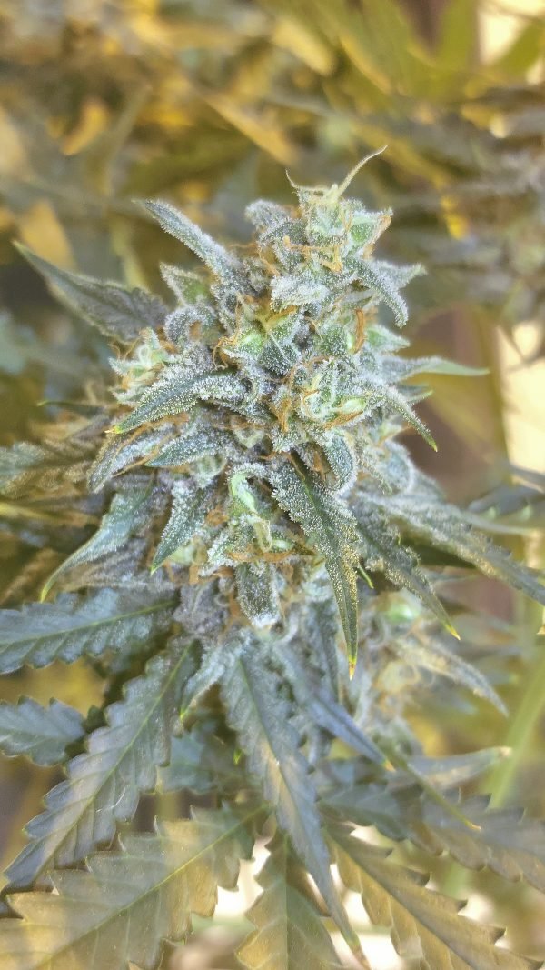 Boss Battle 3-Pack - Image 5