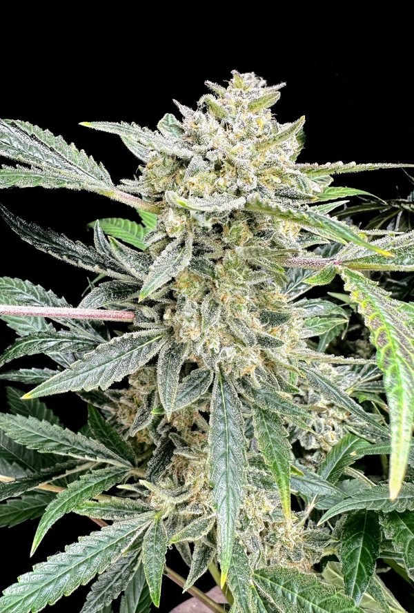 Magnum Dong 3-Pack - Image 4