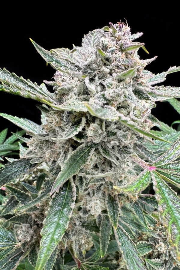 Magnum Dong 3-Pack - Image 2