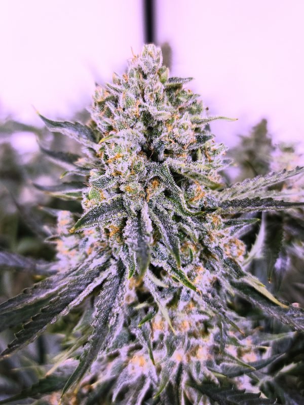 Rainbow Six 3-Pack - Image 2