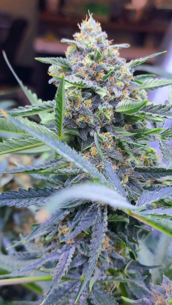 Rainbow Six 3-Pack - Image 3