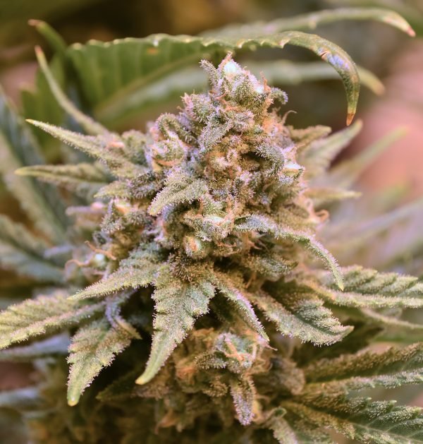 Haze Invader - Image 3