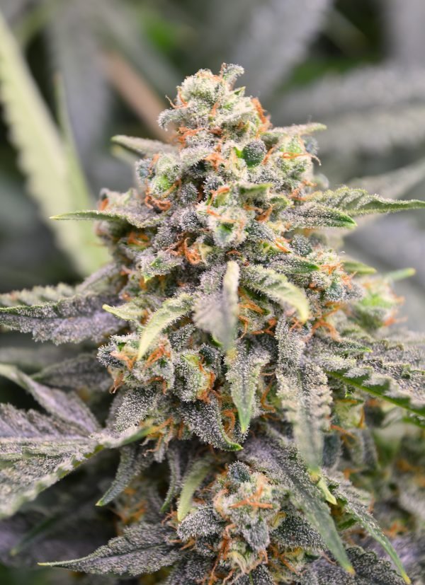 Haze Invader - Image 2