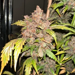 *Blappleberry Haze F3 (3-Pack)