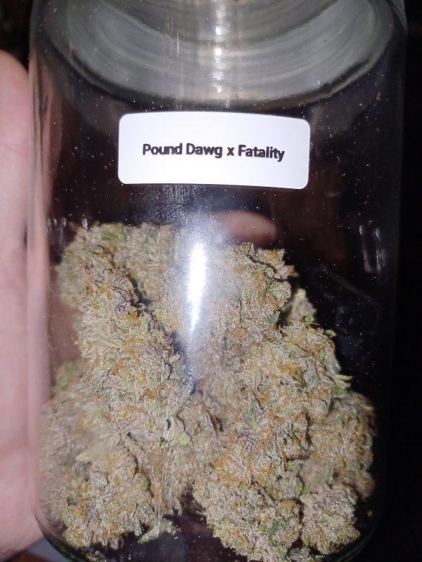 Breed For Speed: Pheno Hunt Pack - Image 3