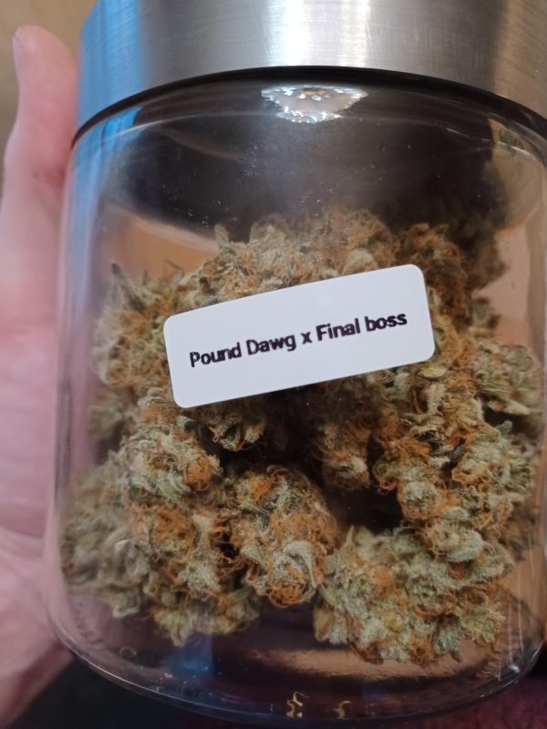 Breed For Speed: Pheno Hunt Pack - Image 4